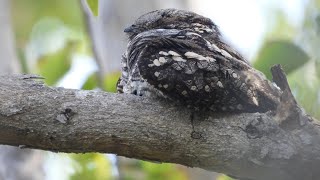 Sleepy Bird European Nightjar ציפור ישנונית תחמס אירופי [upl. by Bertsche117]