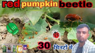 red pumpkin beetle insect khira। red pumpkin beetle control । beetle। beetle [upl. by Otiragram417]