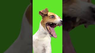 Laughing dog Green screen Tamplet [upl. by Scotney]