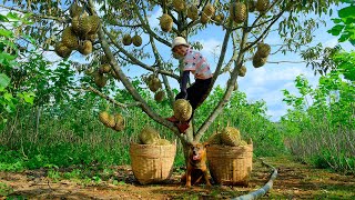 Full Video HarvestingDurian Fruit Goes To Market Sell  Harvest Farm  Tieu Lien [upl. by Salokin154]