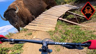 Average Dude Rides quotBuffalo Jumpquot in the Kicking Horse Bike Park [upl. by Mazonson]