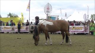 Felinehoi amp Haar Pony Marley Animal Event 2017 [upl. by Hastie]