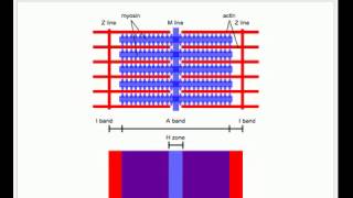 Sliding Filament Model of Muscle Contraction [upl. by Rede446]