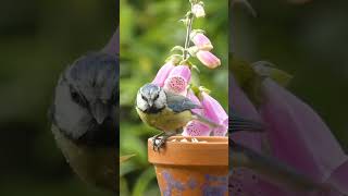 The blue tit and the fox gloves birds wildlife garden uk youtubeshorts beautiful nature [upl. by Marlowe]