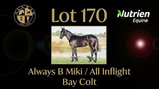 Lot 170 Always B Miki  All Inflight Colt [upl. by Parthinia863]