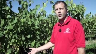 How to Sample Petioles in the Vineyard [upl. by Hubbard]