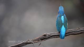 IJsvogel geluid  Kingfisher sound [upl. by Lacie]