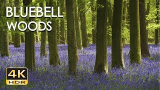 4K HDR Bluebell Woods  English Forest  Birds Singing  No Loop  Relaxing Nature Video amp Sounds [upl. by Nanni]