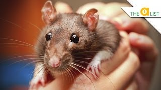 5 Fascinating Facts About Rats [upl. by Engdahl]