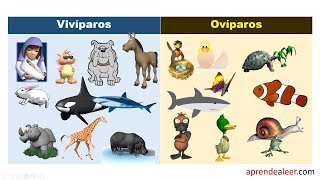 Animales viviparos y oviparos para niños de primaria [upl. by Hancock]