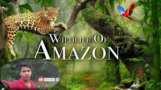 Amazon ka jungle  wildlife of Amazon \\animals of Amazon 4k video 📸 [upl. by Grimbald]