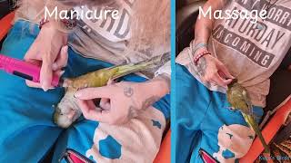 Quaker Parrot  Monk Parakeet manicure and massage ASMR relaxing video [upl. by Niatirb]