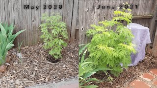 How my young Elderberry Successfully Survived its 1st Winter in Record Breaking Cold Temperatures [upl. by Karli352]