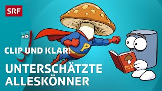 Pilze Die geheimen Superhelden der Natur  SRF Kids – Clip und klar  Für Kinder erklärt [upl. by Helyn]