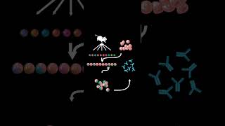 what are monoclonal antibodies [upl. by Notnelc]