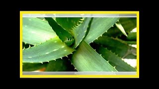 AloeveraAbleger Selber ziehen und einpflanzen [upl. by Accemahs221]