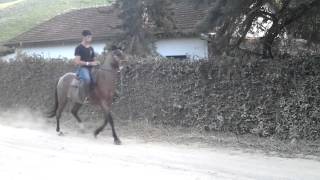 Cavalo Rosilho Extra  Marcha de Centro e Picada Conhaque do desejo [upl. by Anamor]