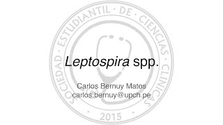 Leptospira spp [upl. by Ahtanaram]