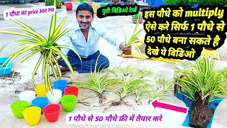 Pandanus के 1 पौधे से 50 पौधे फ्री में घर पर बनाए इस मैजिकल तरीके से Pandanus plant propagation [upl. by Airekal]