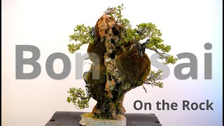 Mediterranean ishizuki bonsai [upl. by Godric]