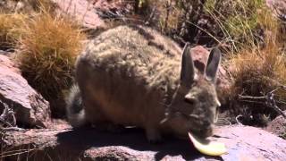 Viscacha [upl. by Nageet]