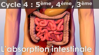 SVT  Cycle 4  COURS  Labsorption intestinale [upl. by Ameyn]