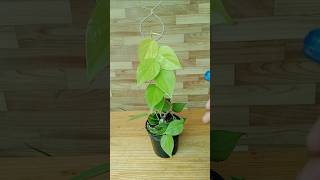 DIY Trellis Ideas for Plants diydecor gardening cretivity plants [upl. by Alesig295]