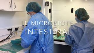 Harry Sokol  Le microbiote intestinal [upl. by Euqininod]