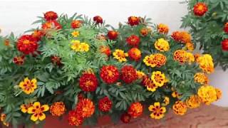 How to grow Marigold Genda from seedTagetes [upl. by Xuaegram580]