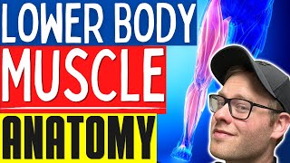 Learn Muscle Anatomy  Basic Lower Body Muscle Anatomy For Personal Trainers and Massage Therapists [upl. by Enyaht]