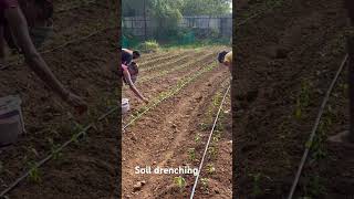 Soil Drenching for chilli farmchillifarming drenching agriculture [upl. by Attenwad]