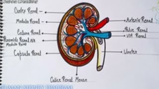 A diagrammatic of human kidney manav ki kidney ka diagram  handmade [upl. by Roswald]