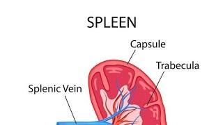 thalassemia and spleen [upl. by Koby]