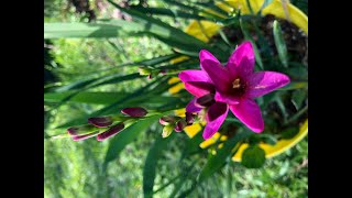 Beautiful blooming Ixia flowers  RSGB  Whatss growing on  Spring in North Texas [upl. by Adnamra]