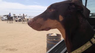 Doberman Pinscher Socialization [upl. by Derward11]