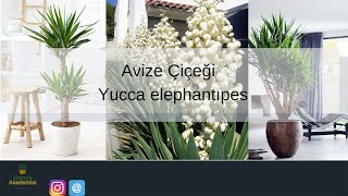 Yucca Elephantipes Avize Çiçeği Bakımı Nasıl Yapılır [upl. by Onitsuaf943]