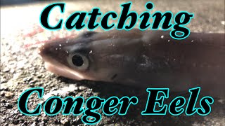 Shore Fishing  Catching Conger Eels [upl. by Ahsimet]