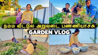 நம்ம வீட்டுல வேர்க்கடலை அறுவடை பண்ணியாச்சு 😍 Garden Harvest 🤣 Vinoth Seetha [upl. by Phail]