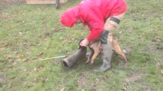 chiot malinois de 35 mois en débourrage ring [upl. by Lyrrehs]