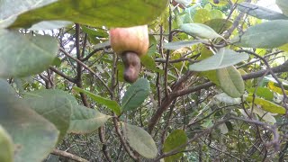 How to grow a cashew nut tree from seed [upl. by Dunning]