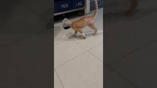 Kitten Found in a Shrimp Factory Surviving Off Scraps With His Leg Dangling STORY BELOW [upl. by Car]