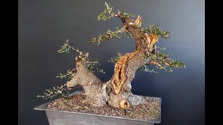 Bonsai Olive [upl. by Lorusso100]