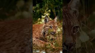 The Eurasian Lynx [upl. by Enrol631]