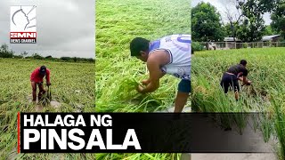 Halaga ng pinsala sa agrikultura dulot ng habagat at sunodsunod na bagyo umabot na sa ₱600M [upl. by Hagood768]