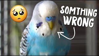 My Budgie got Depressed after His Partners Death [upl. by Arbed]