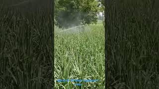 6ba spray  gibberellic acid  sprayer sugarcane [upl. by Radnaxela]