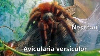 MartiniqueBaumvogelspinne  Antilles pinktoe  Avicularia versicolor beim Nestbau [upl. by Euqitsym]