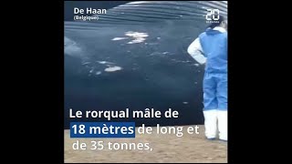 Belgique Une baleine de 18 mètres séchoue sur une plage [upl. by Rorie885]