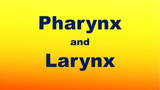 Pharynx and Larynx [upl. by Ayekehs]