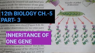 Class 12 biology chapter 5part 3inheritance of one geneStudy with Farru [upl. by Onit]